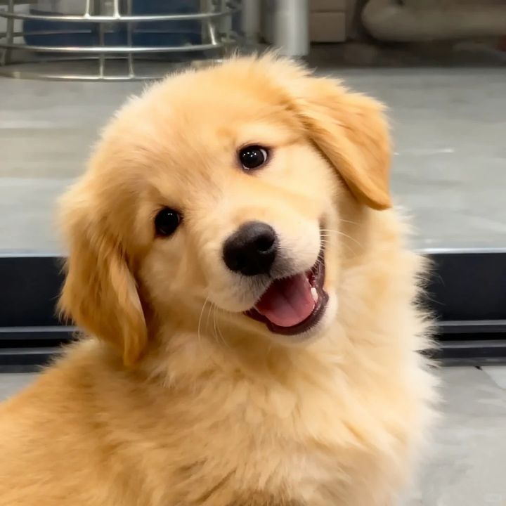 Felix