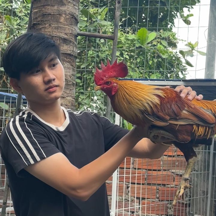 Shop Gà Vinh Cần Thơ