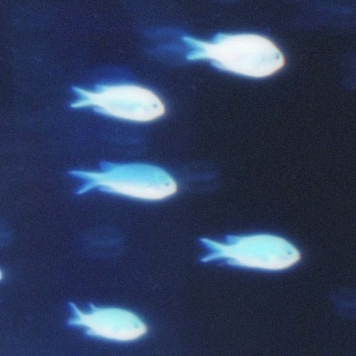 おさかなちゃーーん