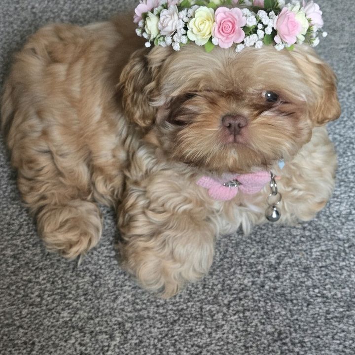 LittleMissMoxii