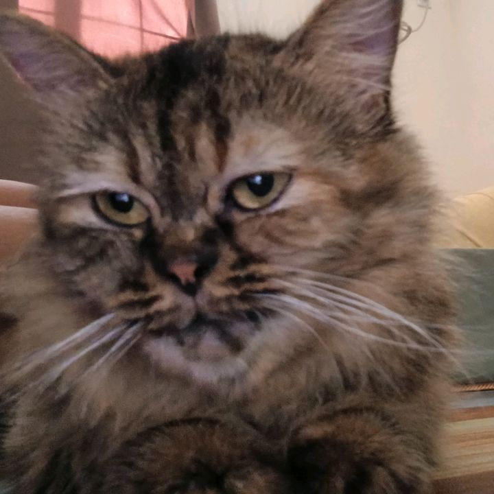 stella