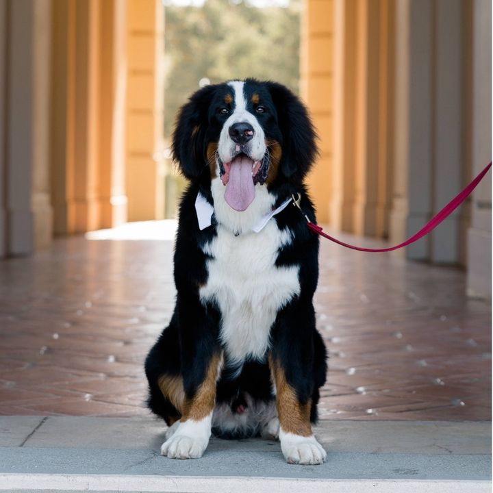 GimliTheBerner
