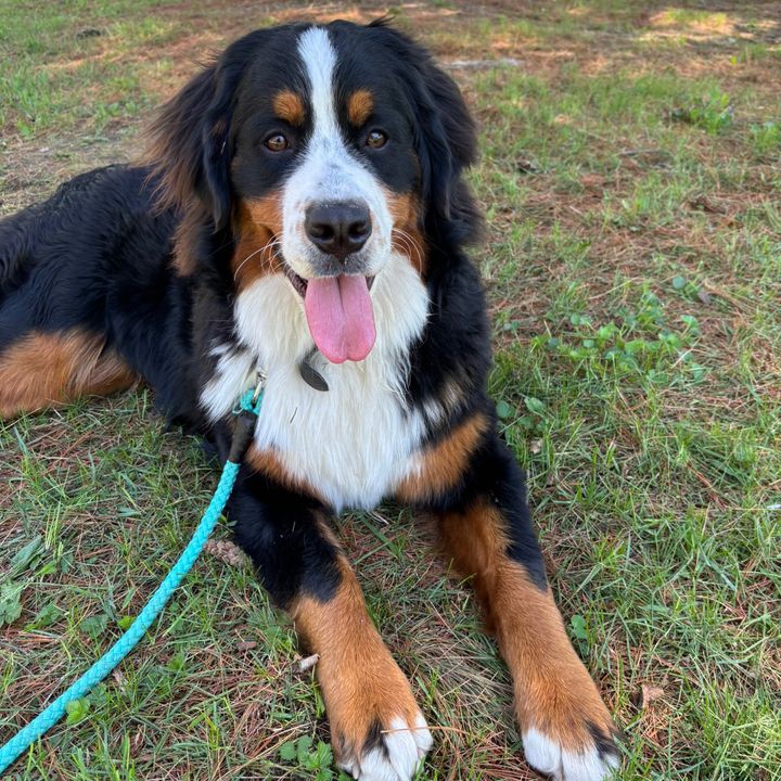 Maple the Berner