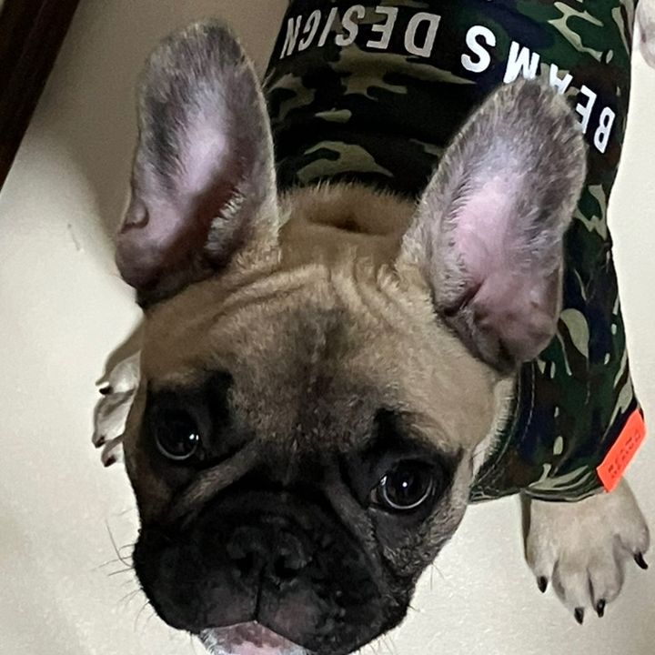 いドムドム