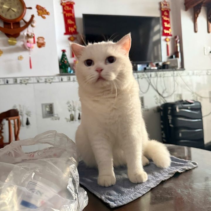 Nhung Bông 2