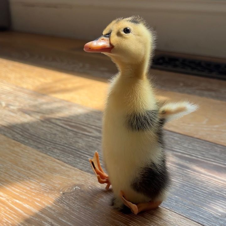 Dinky