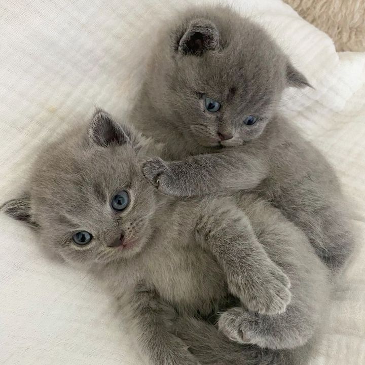 littledreamkittens
