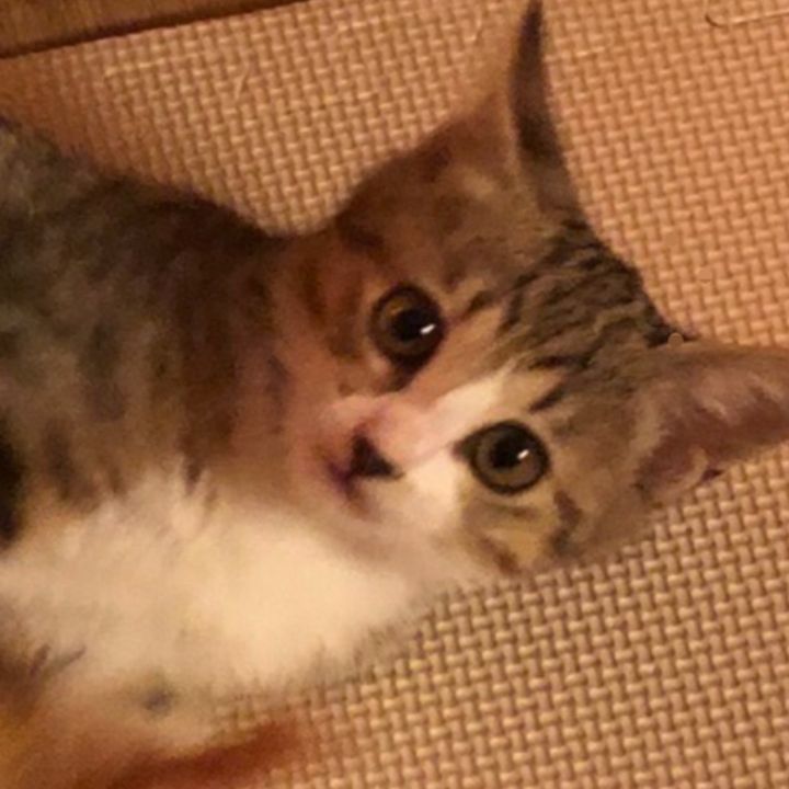 保護猫みやこチャンネル