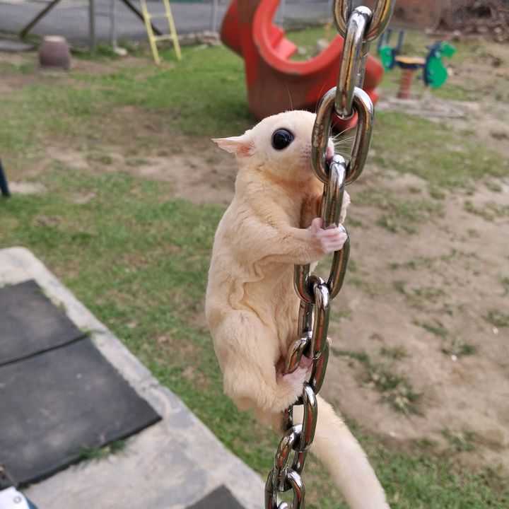 Putri Lia Sugar Glider