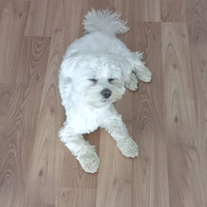Tobi Dog