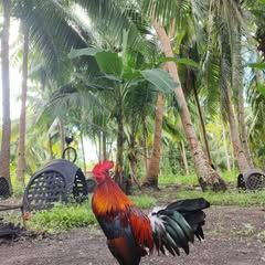 Ysh Gamefowls