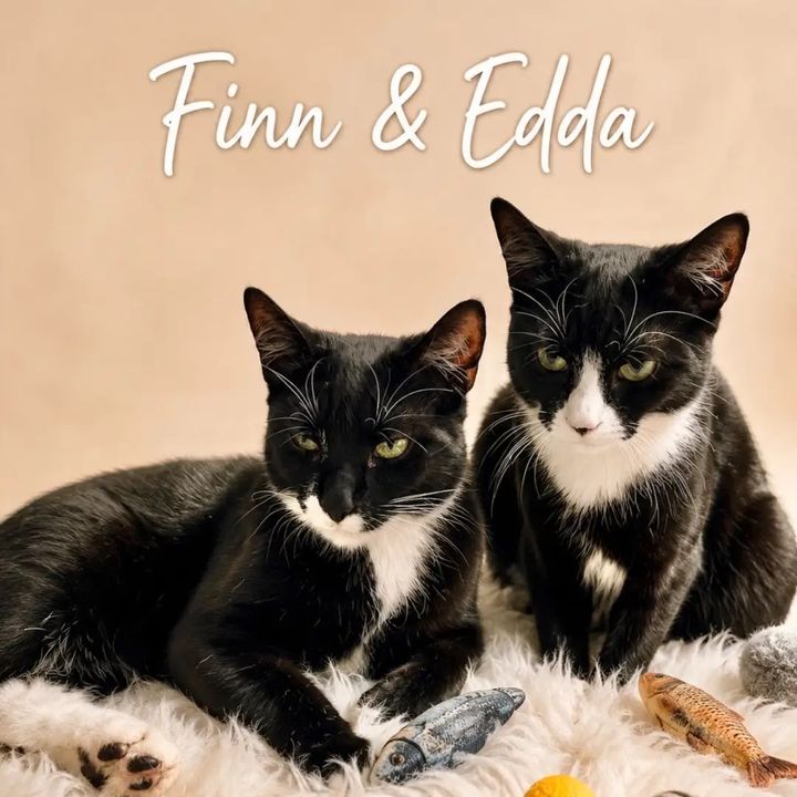 Finn & Edda