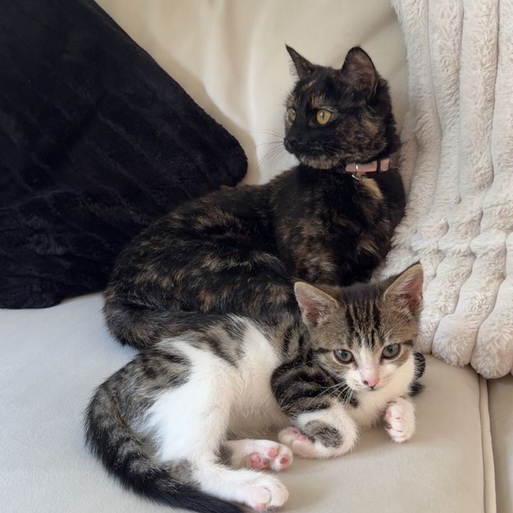 HoneyAndMapleAdventures