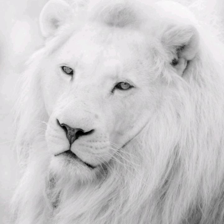 🐾榊神童🦁🐾