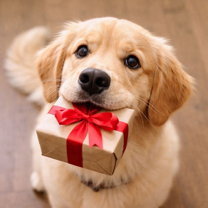 followdog