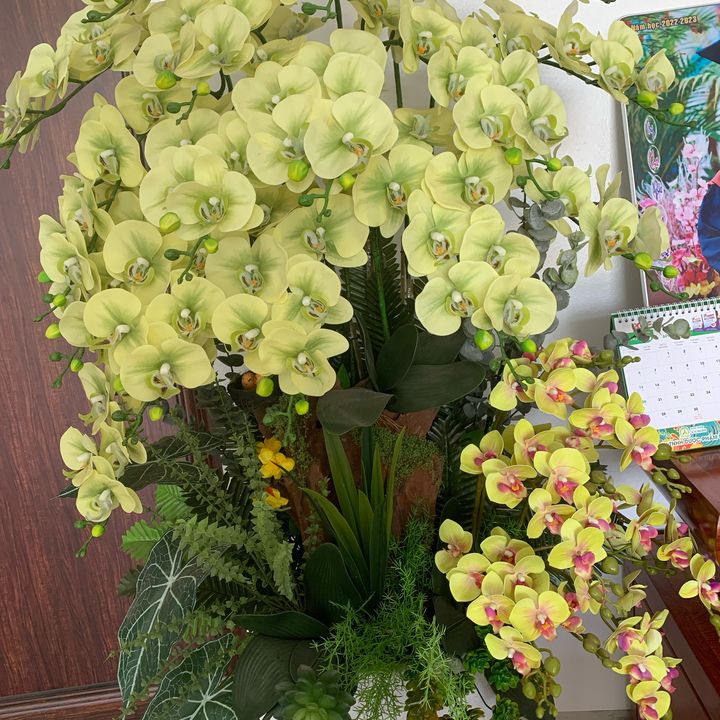 Phạm Nhật Linh
