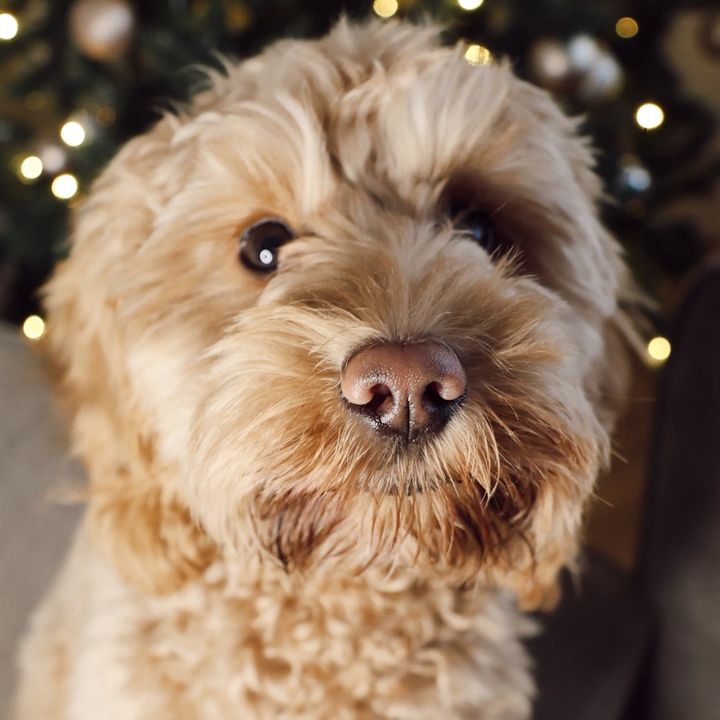 MDog | Pet UGC Creator