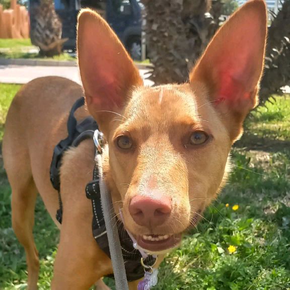 Oreo  |  Podenco