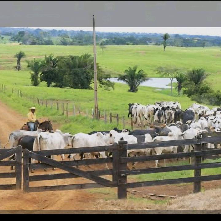 mulher da roça 145