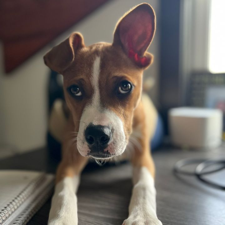 LunaBean