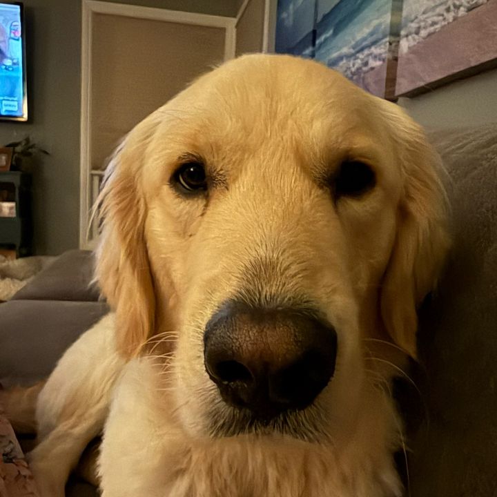 PuppyPrices