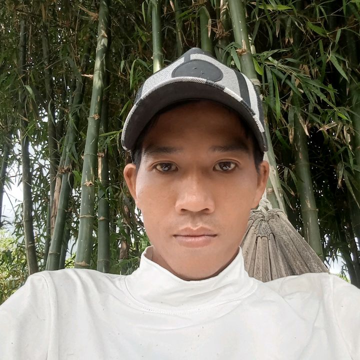 Tùng mặt ong