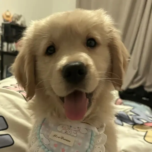 Fedpet US