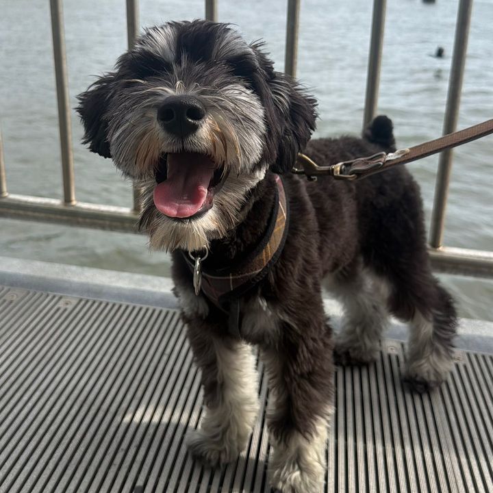 Burton the Mini Schnauzer