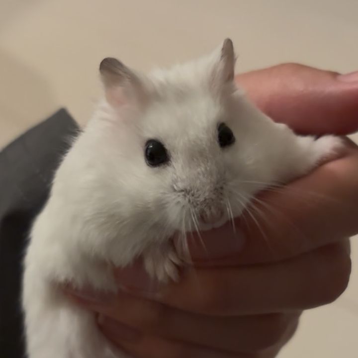 ハム