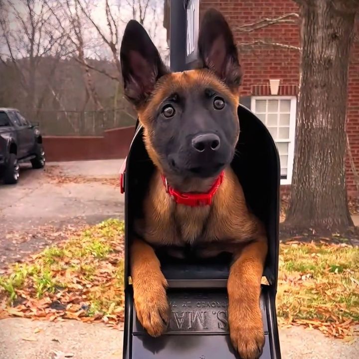 K9training.puppy