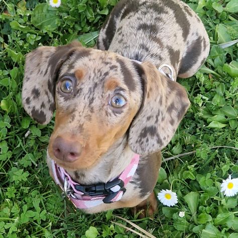 Carlotta la Bassotta 🐾