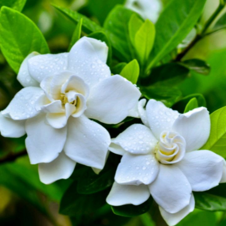 Tạp hóa 99