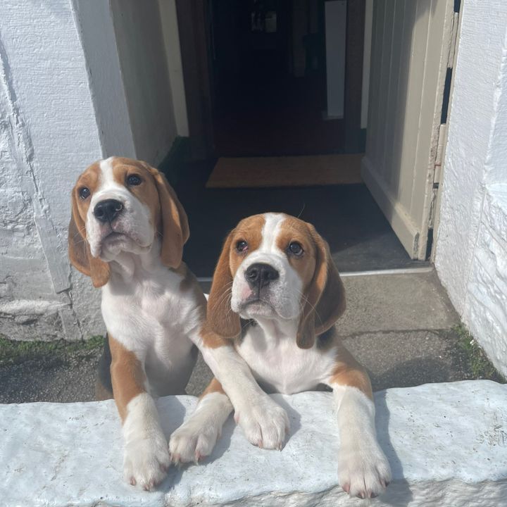 bentley&brunothebeagles