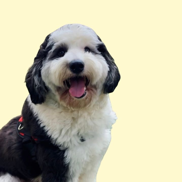woodstockthedoodle