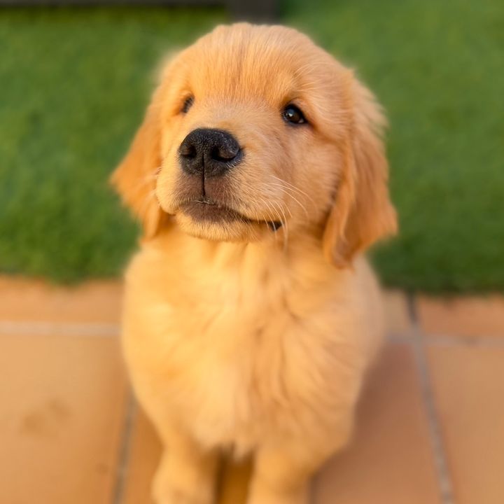 Marley 🦮