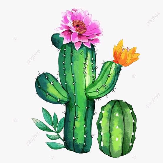 🌵 cactusito7