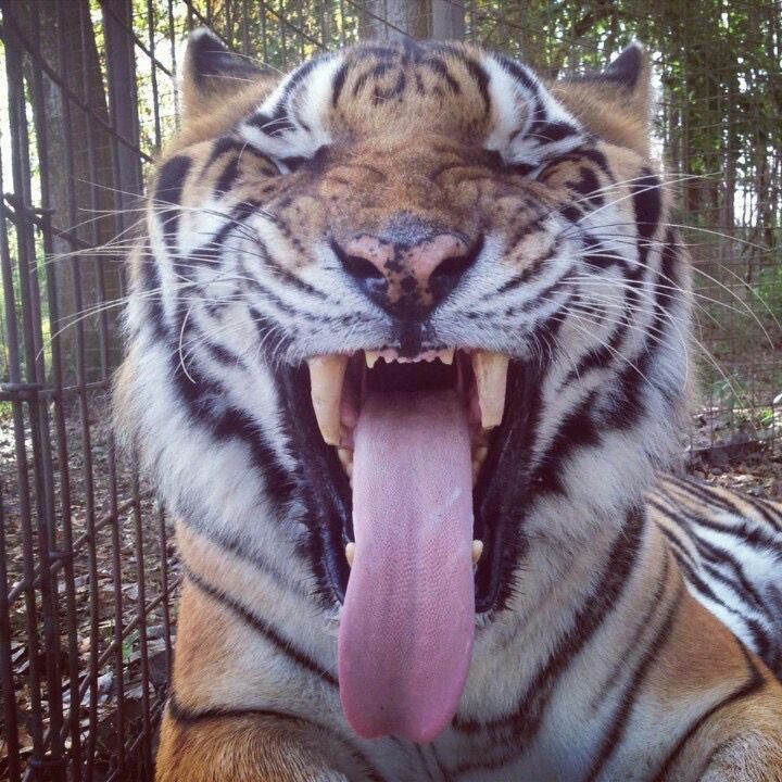 alikat 🐇