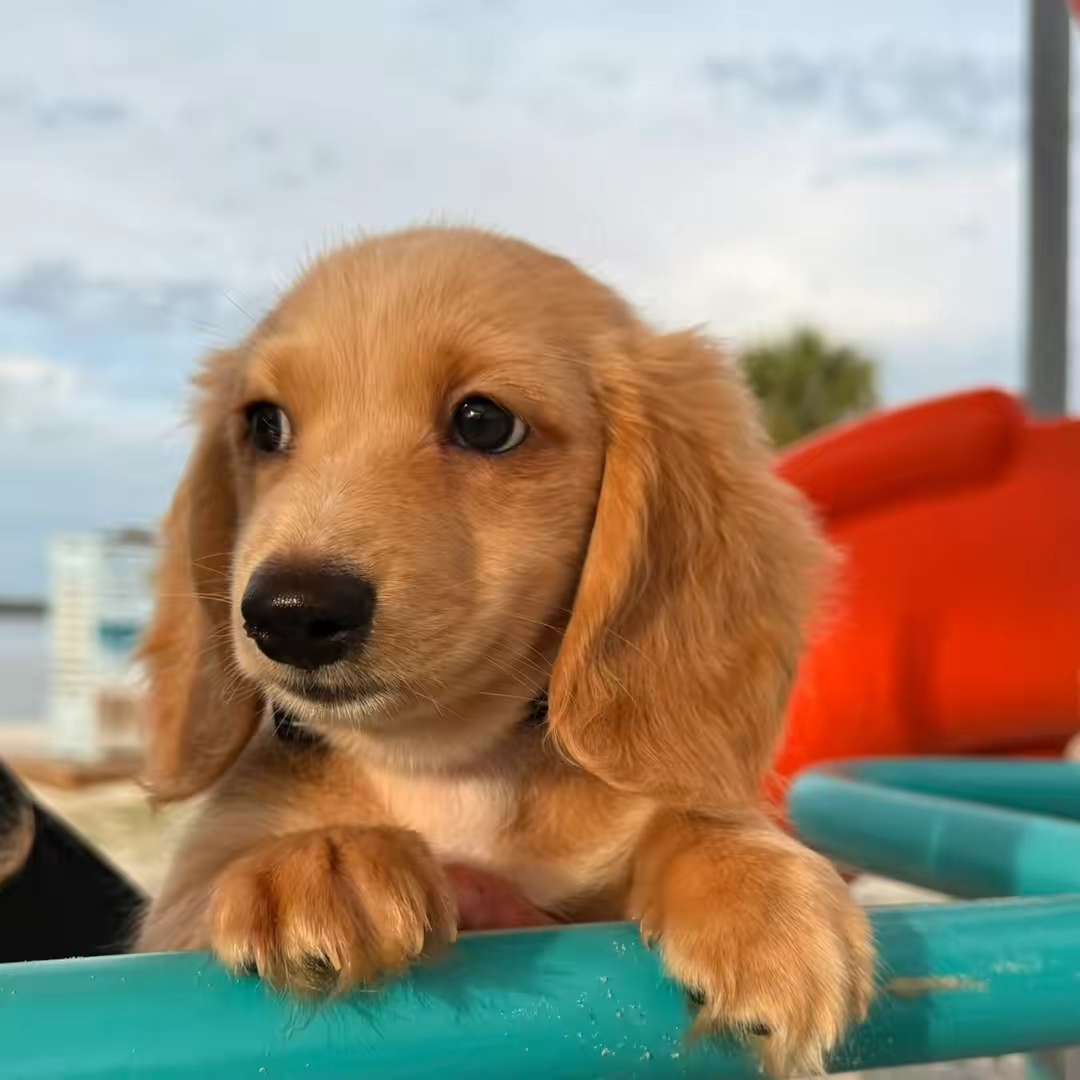 bodhithemini