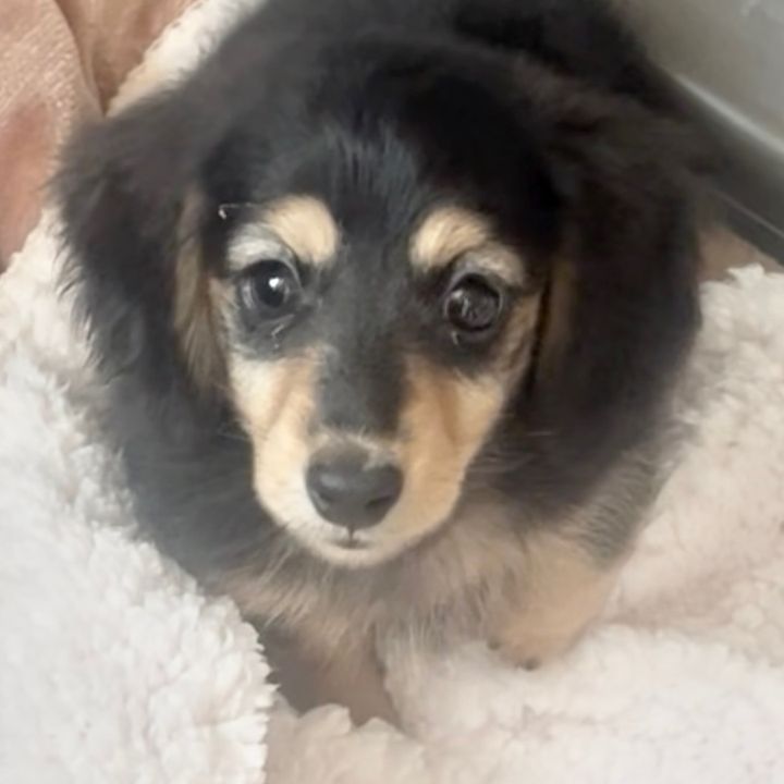 ぷりんくん🐶🍮