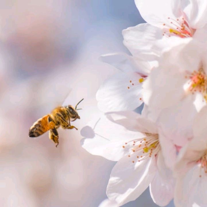 Sakurabees