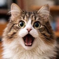 Cats lover