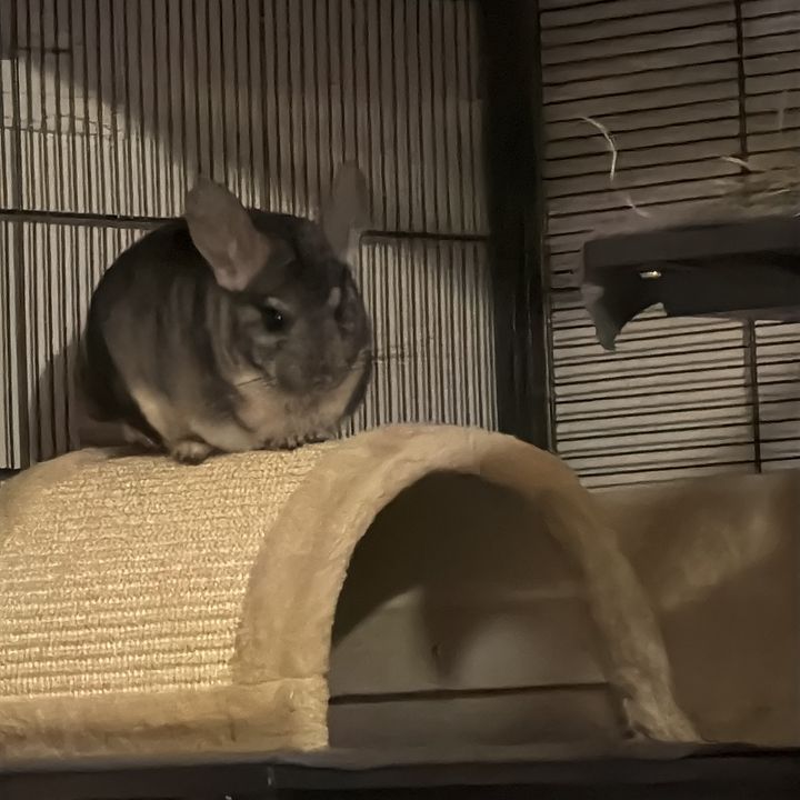 BANDIT & STRIPE