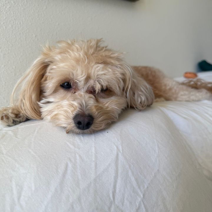 cuki.themaltipoo