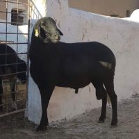 ضيعة علي لتربية سلالة الدمان
