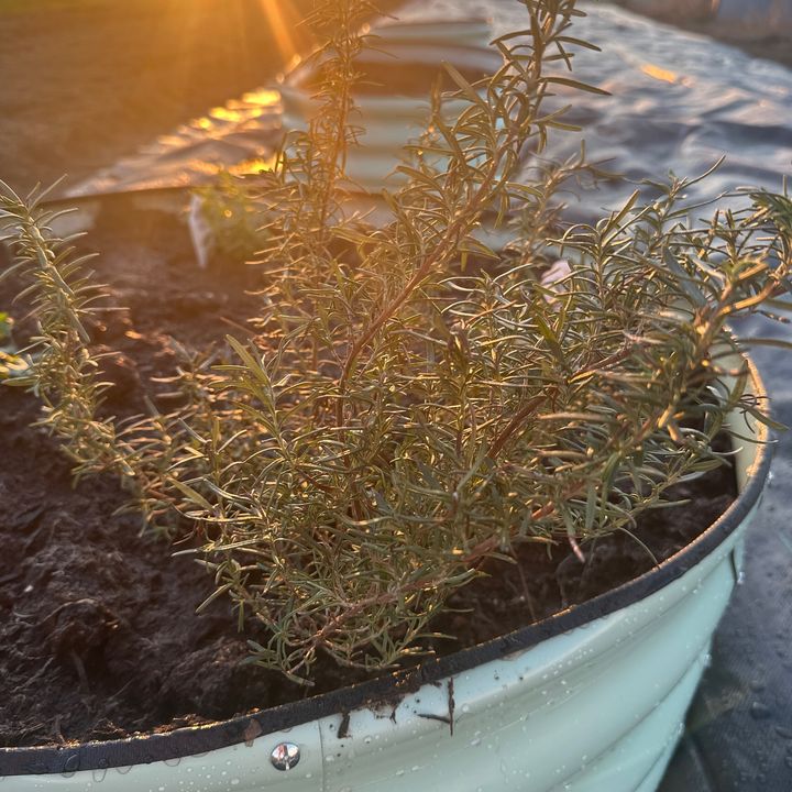 K & K Gardening