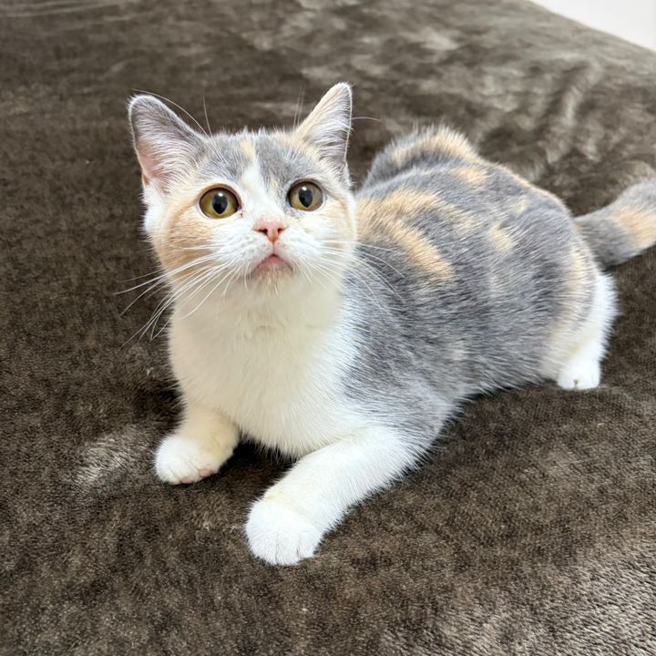 ミラちゃんの日常