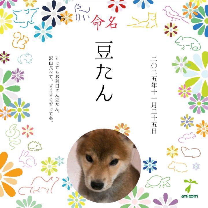 豆たん