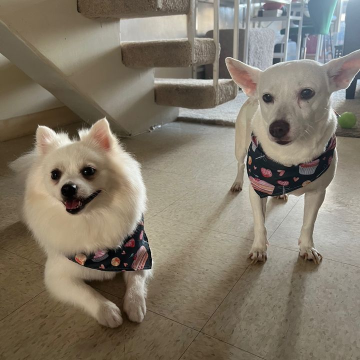 Indigo Doggies