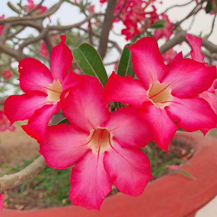 Mộc Miên