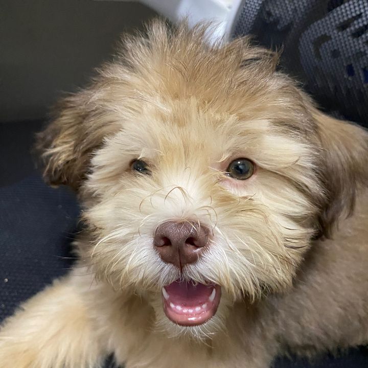 Sir Archuuur 🐶
